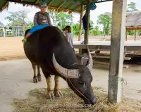 โครงการเกษตรอินทรีย์สนามบินสุโขทัย จ.สุโขทัย