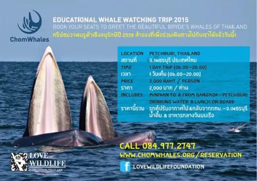 ชมวาฬที่อ่าวไทย ทริปท่องเที่ยวเชิงอนุรักษ์