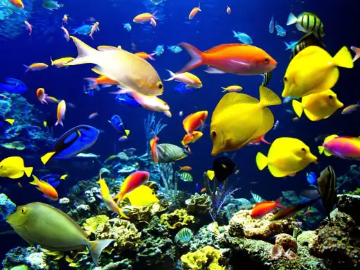 สนั่นกรุงเทพ เมืองบาดาล ในงานวันปลาสวยงามแห่งชาติ