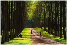 เกาะนามิเมืองไทย ไม่ต้องไปถึงเกาหลี