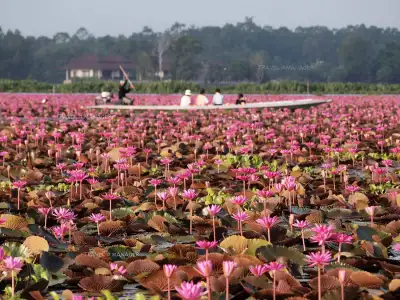 ล่องเรือชม ทะเลบัวแดง อุทยานนกน้ำทะเลน้อย จ.พัทลุง