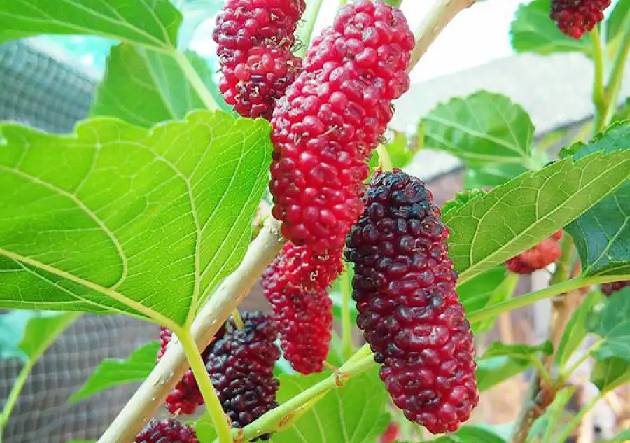  ต้นมัลเบอร์รี (Mulberry) หรือที่เรียกกันว่าต้นหม่อน No: ตอน 1