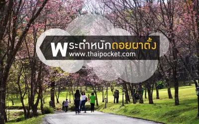 พระตำหนักดอยผาตั้ง ไปดูแกะบนดอย รายล้อมด้วยซากุระเมืองไทยที่พระตำหนักดอยผาตั้ง วิวดีๆมีอีกเยอะ จ.เชื่องใหม่