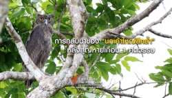 การกลับมาของ-"นกเค้าใหญ่สีคล้ำ"