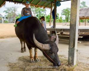 โครงการเกษตรอินทรีย์สนามบินสุโขทัย-จ.สุโขทัย