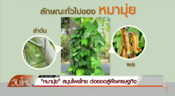 หมามุ่ย-แก้ปัญหา-การมีบุตรยาก