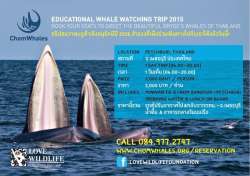 ชมวาฬที่อ่าวไทย-ทริปท่องเที่ยวเชิงอนุรักษ์