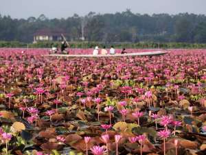 ล่องเรือชม-ทะเลบัวแดง-อุทยานนกน้ำทะเลน้อย-จ.พัทลุง