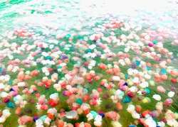 เทศกาลชมแมงกระพรุนหลากสี-@ทะเลตราด-เส้นทาง-หาดเล็ก-ไม้รูด-คลองใหญ่