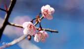 กางเต้นท์ที่ภูทับเบิก-&-ถ่ายรูปภูลมโล-ทริปเมื่อ-ธันวาคม-2556