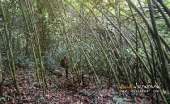 เดินป่า-น้ำตกเขาแคบ-จ.สระบุรี-พักในป่า-1-คืนขำๆ-ปี-2558
