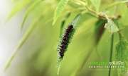 พาเที่ยว-ภูทับเบิก-ในเดือนสิงหาคม-ก็หนาวได้เหมือนๆกัน-ข้อมูลปี-2558