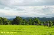 ปายฝน...ต้นหนาว-August-8-2012