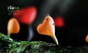 ถ่ายรูปเห็ดแชมเปญ-เห็ดขน-ที่น้ำตกเจ็ดคต