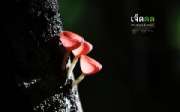 ถ่ายรูปเห็ดแชมเปญ-เห็ดขน-ที่น้ำตกเจ็ดคต