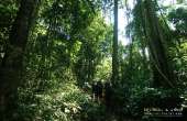 ทุ่งหญ้าเหลืองทองที่-ทุ่งเขาแหลม-ณ.อุทยานแห่งชาติเขาใหญ่