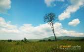 ทุ่งหญ้าเหลืองทองที่-ทุ่งเขาแหลม-ณ.อุทยานแห่งชาติเขาใหญ่