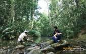 ทุ่งหญ้าเหลืองทองที่-ทุ่งเขาแหลม-ณ.อุทยานแห่งชาติเขาใหญ่