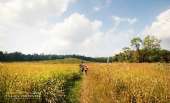 ทุ่งหญ้าเหลืองทองที่-ทุ่งเขาแหลม-ณ.อุทยานแห่งชาติเขาใหญ่