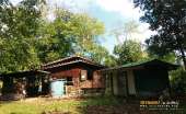 ทุ่งหญ้าเหลืองทองที่-ทุ่งเขาแหลม-ณ.อุทยานแห่งชาติเขาใหญ่