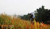 ทุ่งหญ้าเหลืองทองที่-ทุ่งเขาแหลม-ณ.อุทยานแห่งชาติเขาใหญ่