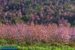 ภูลมโล-แล้วคุณจะหลงรักประเทศไทย-จังหวัดเลย-มค.-2559