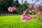 เที่ยวเชียงใหม่-4-วัน-3-ดอย-อ่างขาง-–-อินทนนท์-ดอยสุเทพ-แว้น-มอเตอร์ไซค์