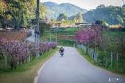 เที่ยวเชียงใหม่-4-วัน-3-ดอย-อ่างขาง-–-อินทนนท์-ดอยสุเทพ-แว้น-มอเตอร์ไซค์