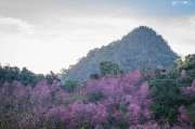 เที่ยวเชียงใหม่-4-วัน-3-ดอย-อ่างขาง-–-อินทนนท์-ดอยสุเทพ-แว้น-มอเตอร์ไซค์
