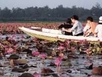 ล่องเรือชม-ทะเลบัวแดง-อุทยานนกน้ำทะเลน้อย-จ.พัทลุง
