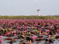 ล่องเรือชม-ทะเลบัวแดง-อุทยานนกน้ำทะเลน้อย-จ.พัทลุง