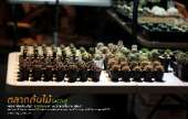 ตลาดต้นไม้กลางคืน-สวรรค์ของคนปลูกแคคตัส-Cactus-เฟิร์น-และ-ต้นไม้นานาชนิด