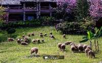 พระตำหนักดอยผาตั้ง-ไปดูแกะบนดอย-รายล้อมด้วยซากุระเมืองไทยที่พระตำหนักดอยผาตั้ง-วิวดีๆมีอีกเยอะ-จ.เชื่องใหม่