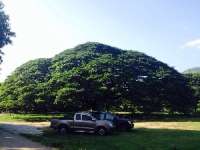 มาชม-ต้นจามจุรียักษ์-ที่เมืองกาญ