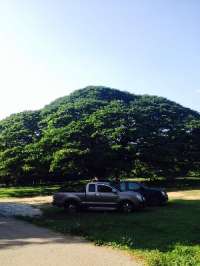 มาชม-ต้นจามจุรียักษ์-ที่เมืองกาญ