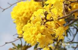 ออกถ่าย-เหลืองปรีดียาธร-กัน