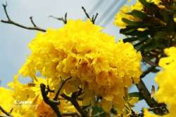 ออกถ่าย-เหลืองปรีดียาธร-กัน