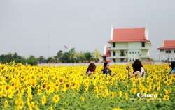 แวะเวียนทุ่งดอกทานตะวัน-ณ.-เทศบาลตำบลธัญบุรี-จังหวัดปทุมธานี